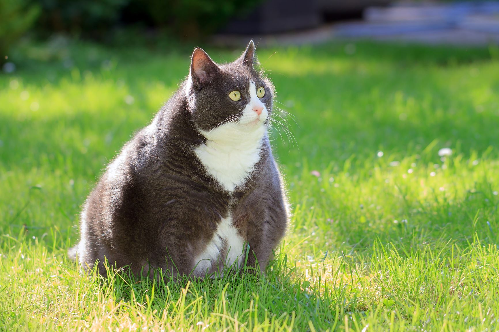 kuinka paljon kissan laihtuminen 2 kiloa on ihmisen painoa kohden?