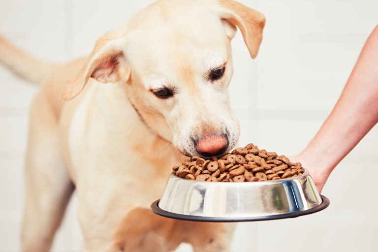 Koiran diabetes ja ruokavalio sen hoitoon