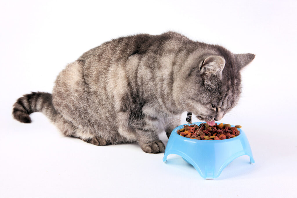 Harmaa kissa syömässä steriloidun kissan ruokaa