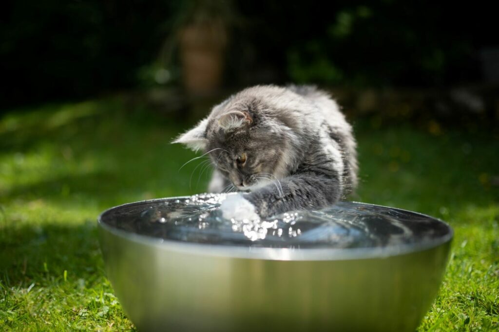 Kissan viilentäminen helteellä vedellä