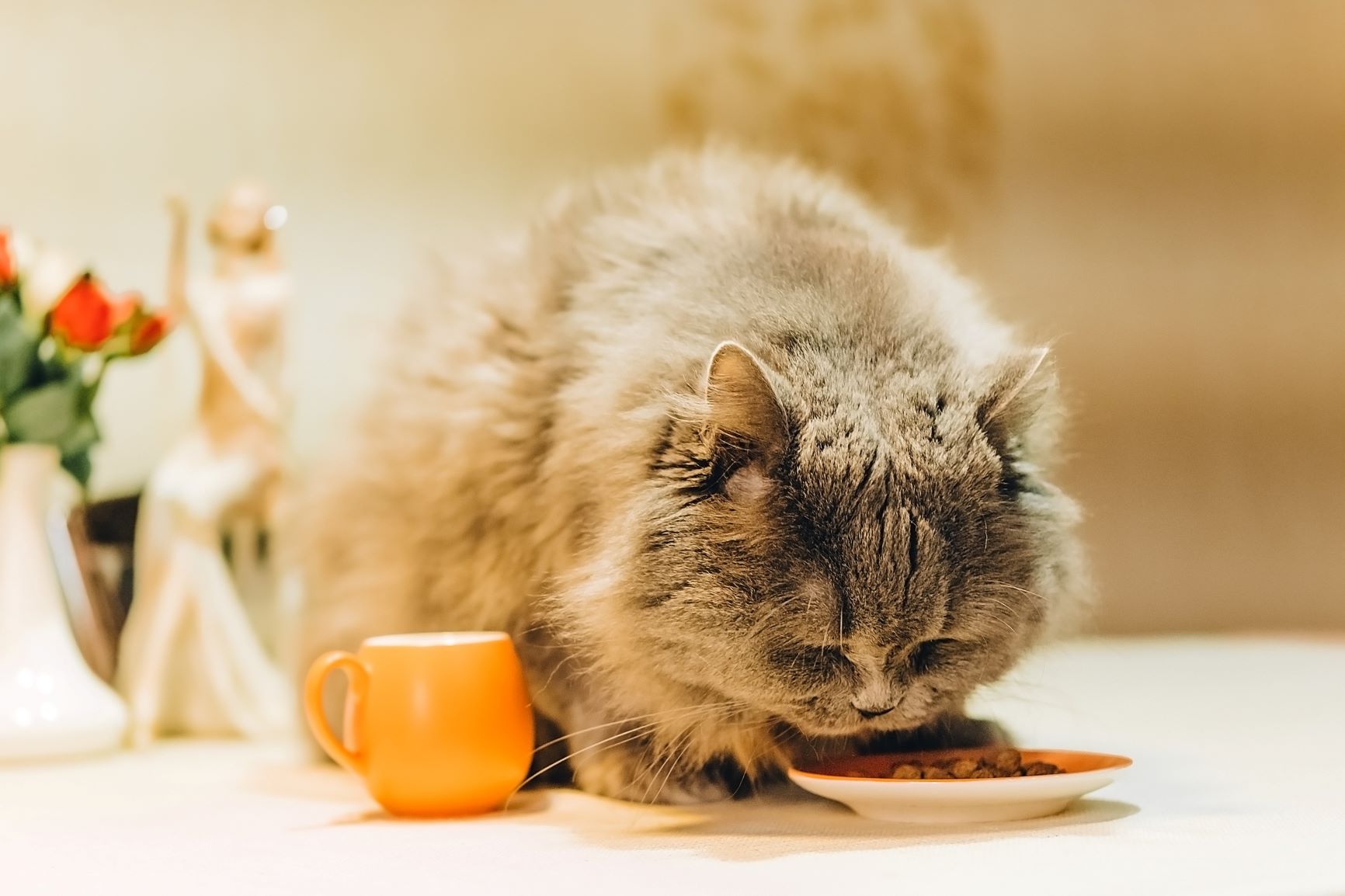 Kissa syö kevytruokaa
