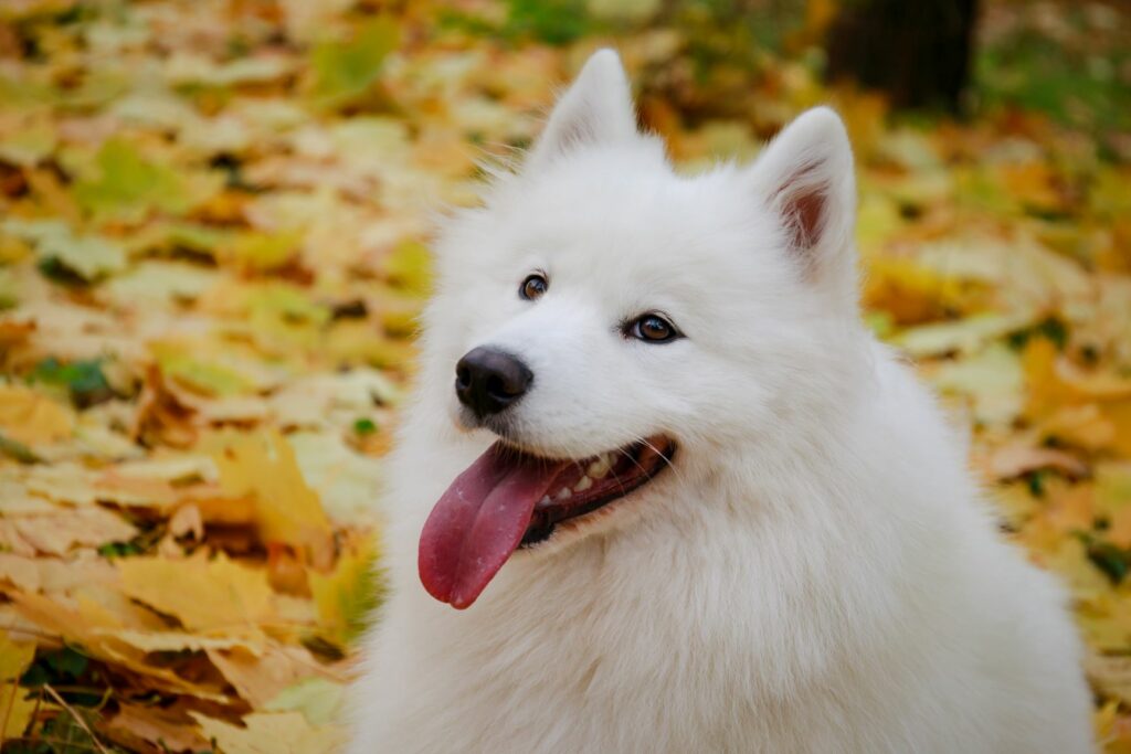 valkoinen grosspitz syksyisessä maisemassa valkoinen grosspitz syksyisessä maisemassa