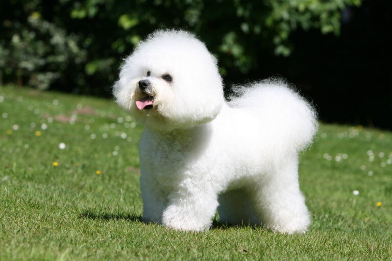 Bichon frise