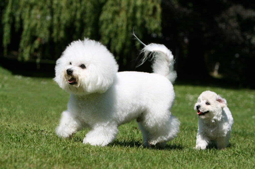 bichon frise aikuinen ja pentu juoksemassa nurmikolla