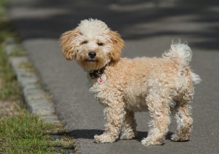 Kermanvärinen cavapoo