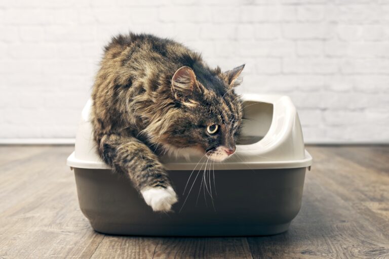Jos kissa käy huomattavan usein vessassa, saattaa syynä olla ripuli.