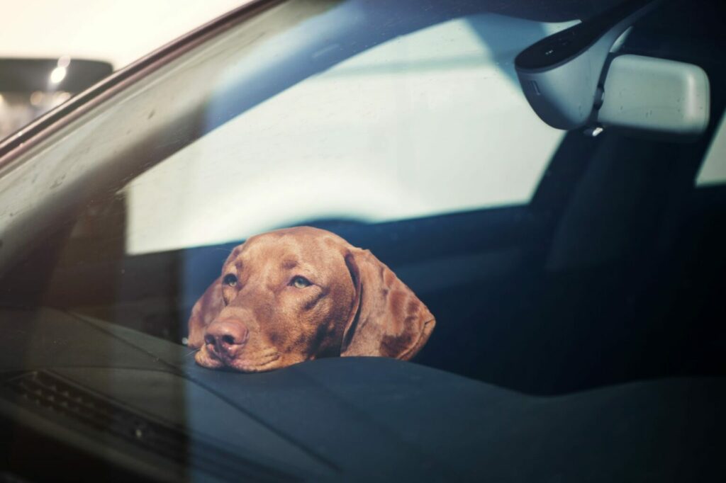 älä jätä koiraa yksin autoon kesällä Autossa lämpötila nousee muutamassa minuutissa - koiran lämpöhalvaus uhkaa.