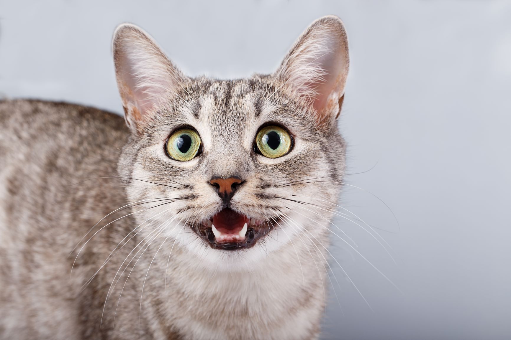 Cat Meowing Toy In Mouth