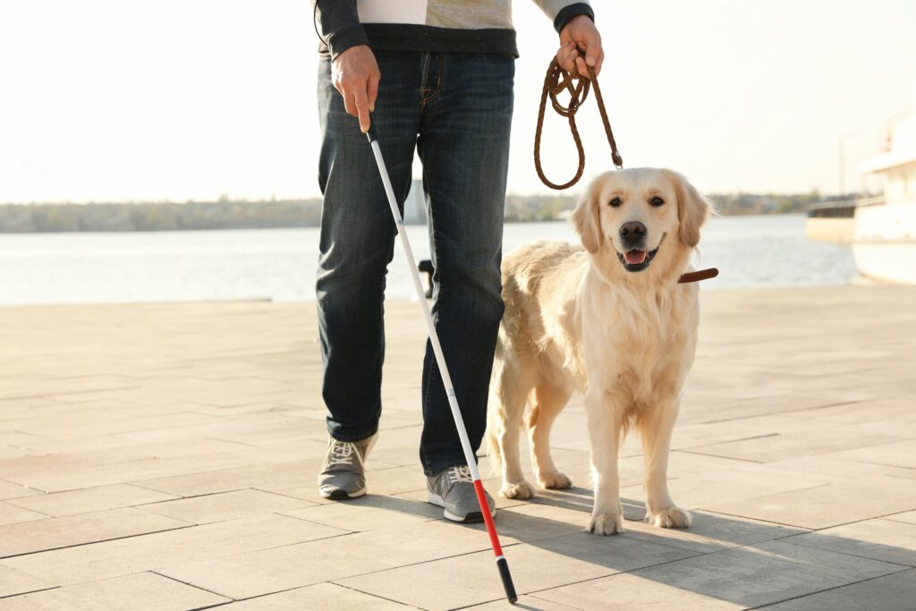 Opaskoira labradorinnoutaja Opaskoira labradorinnoutaja