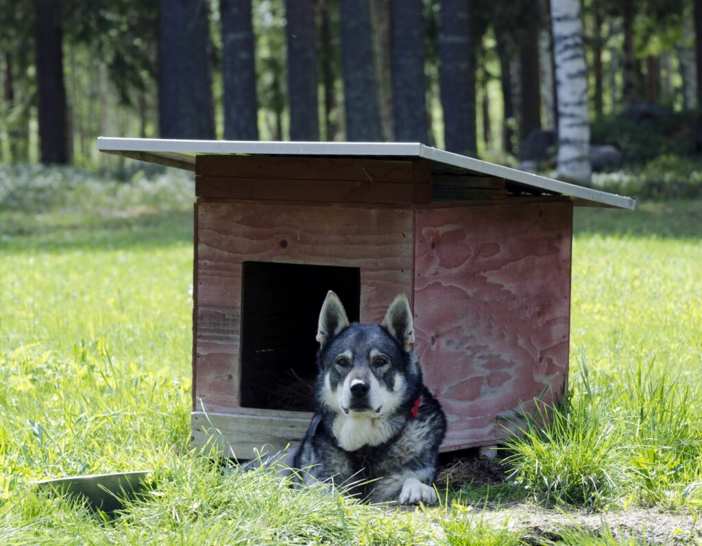 Jämtlanninpystykorva koirankopin edessä