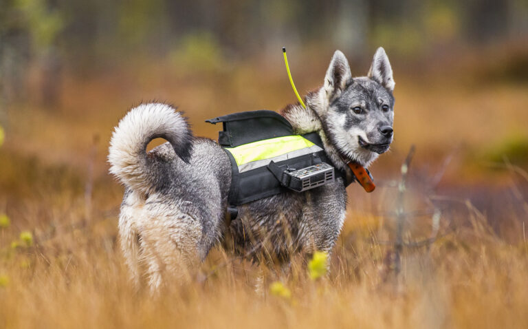 Jämtlanninpystykorva metsässä