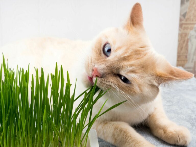 Ruohonkorret aiheuttavat usein kissoille yskää.