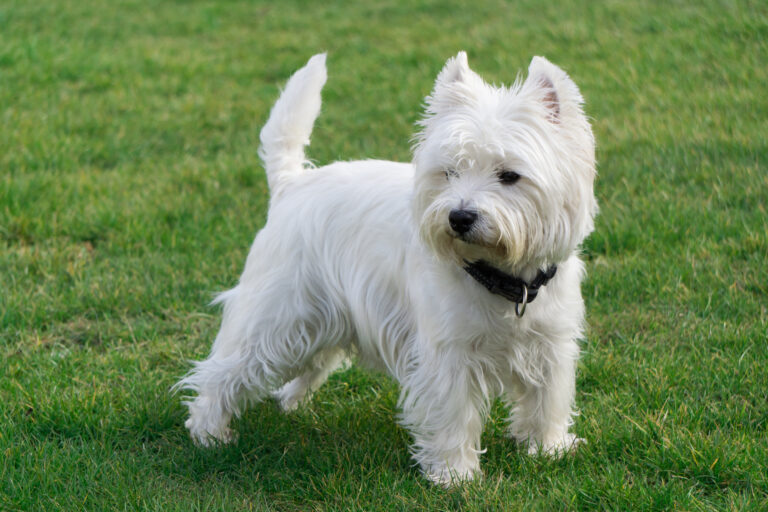 westie