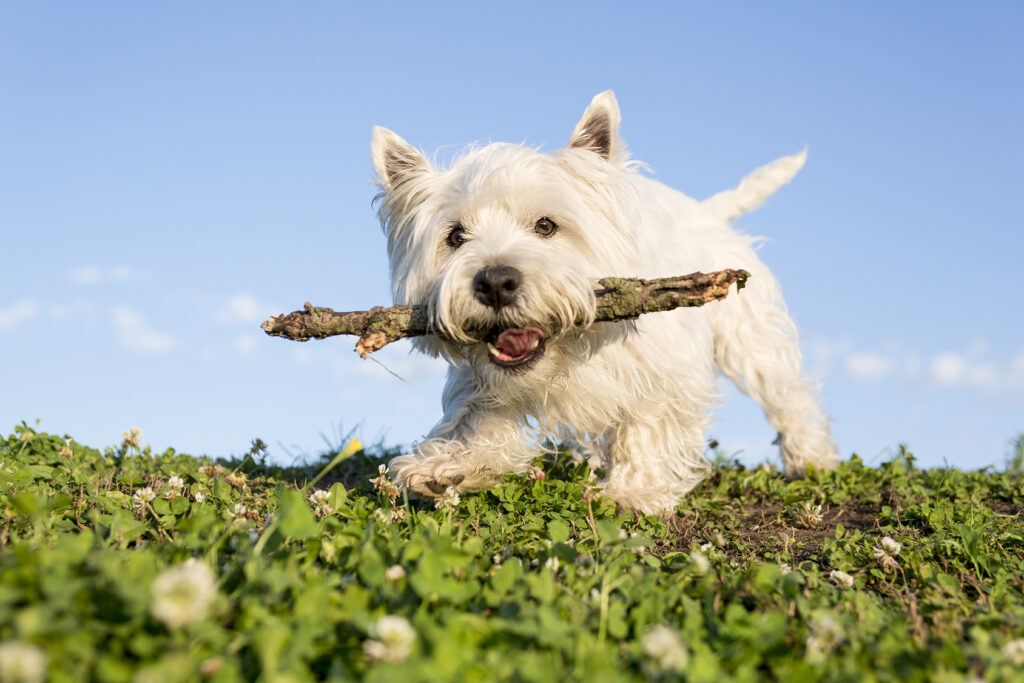 westie kepin kanssa