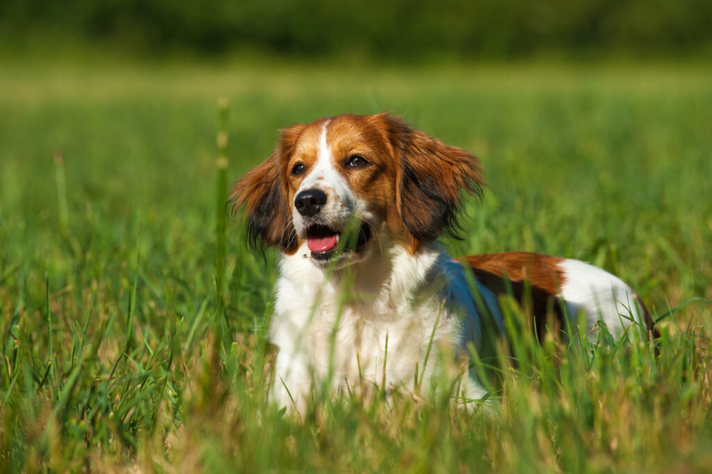 Kooikerhondje ruohikossa