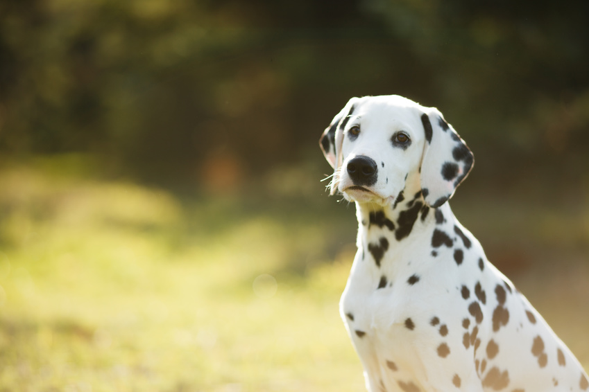 dalmatialaisen pentu