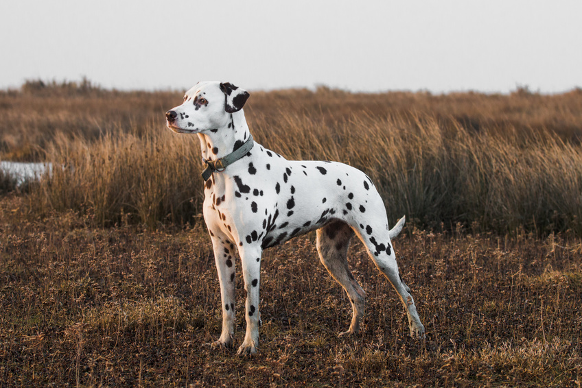 Dalmatiankoira