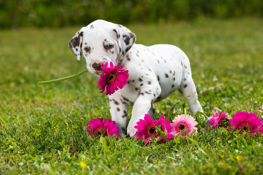 Dalmatiankoiran pentu