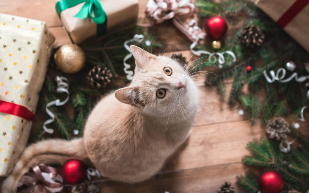 Kissa joulukuusen alla Kissa joulukuusen alla
