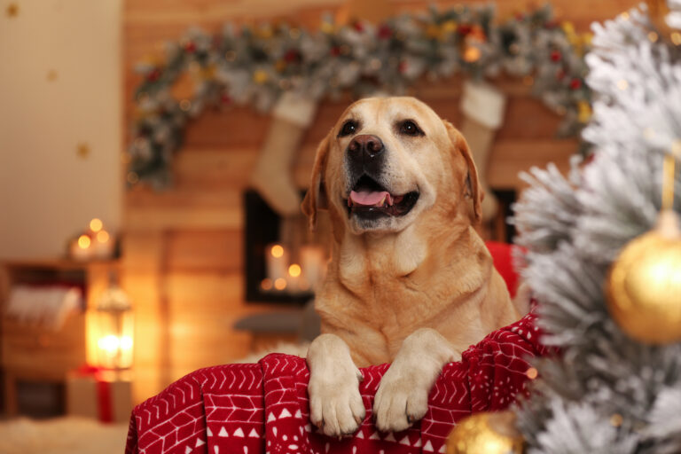 6 syytä olla hankkimatta koiraa joululahjaksi