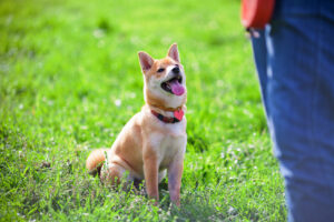 tarkkaavainen shiba inu