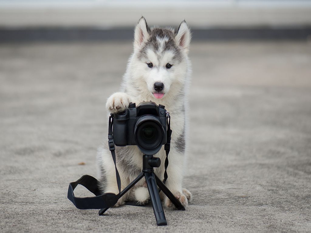 Huskyn pentu kuvaajana