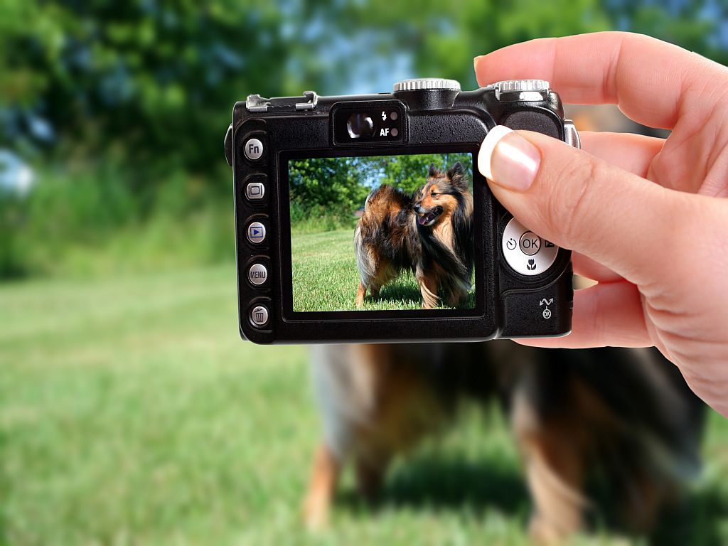 Koiran kuvaus kameralla
