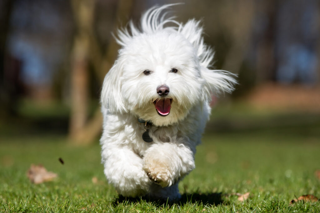 Coton de tulear juoksemassa nurmikolla