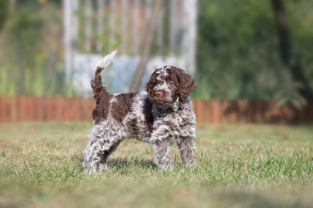 Valkoruskea lagotto romagnolon pentu seisoo nurmikolla