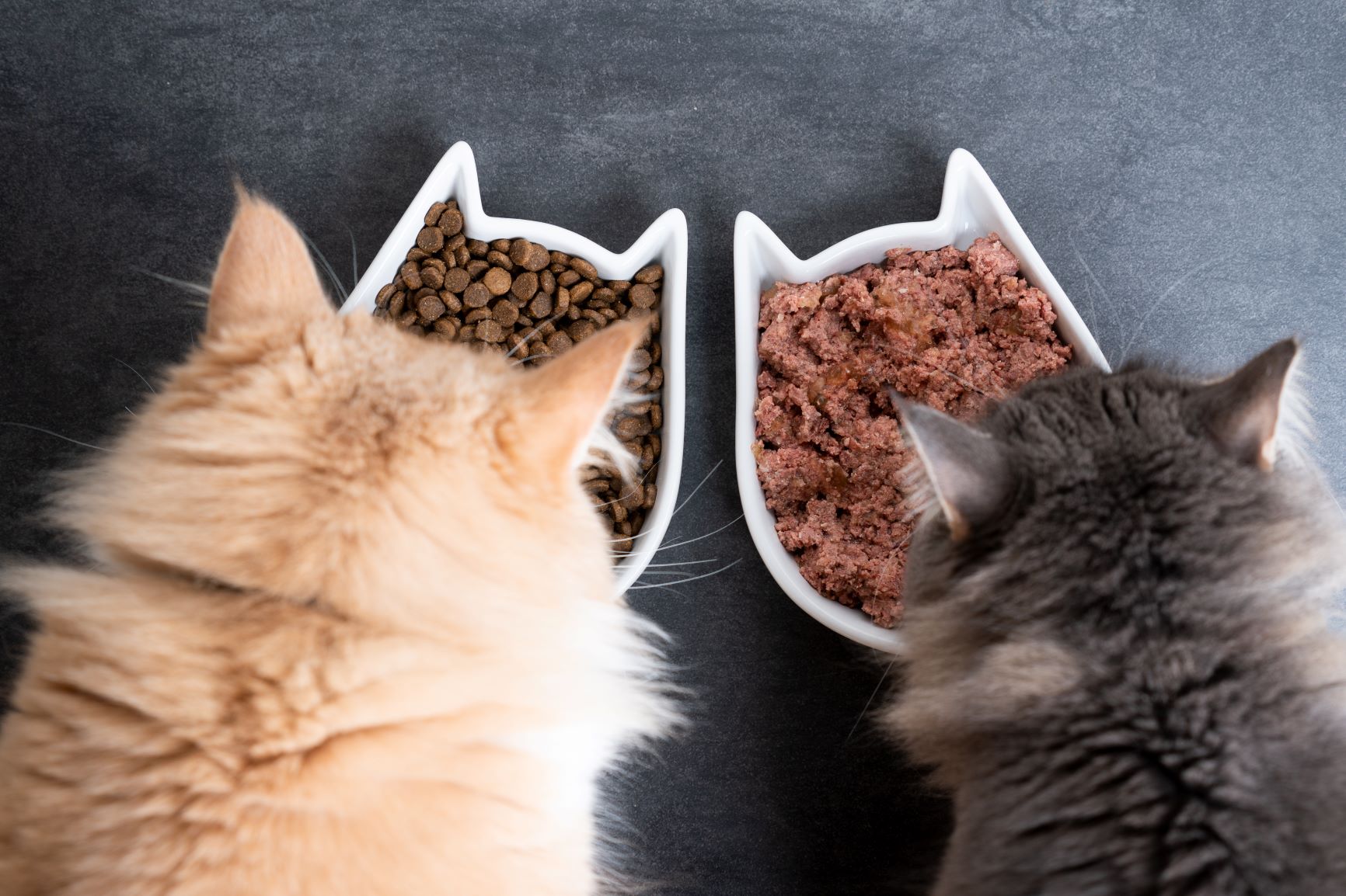 Kaksi kissaa syömässä