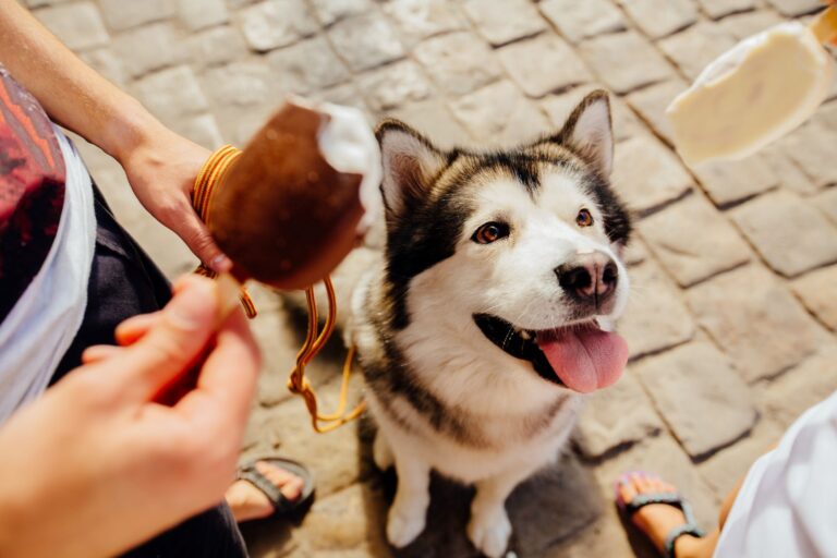 husky katsoo anovasti suklaajäätelöä