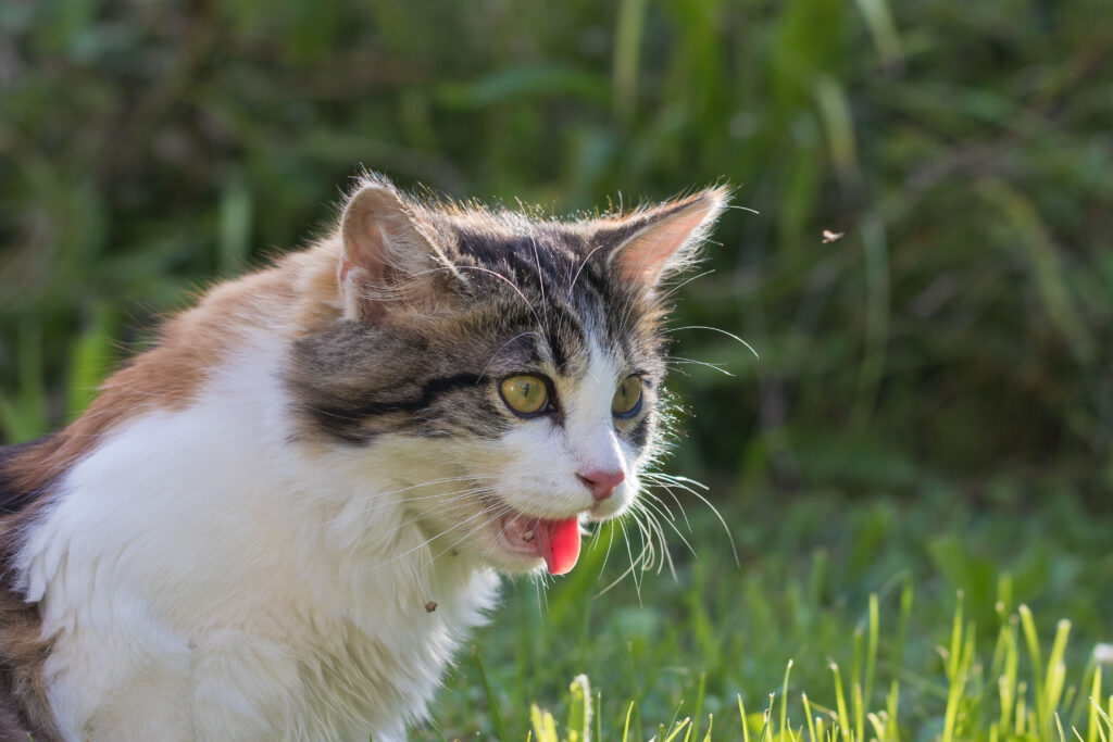 Hechelnde Katze: Harmlos oder gefährlich? Kissan lämpöhalvaus