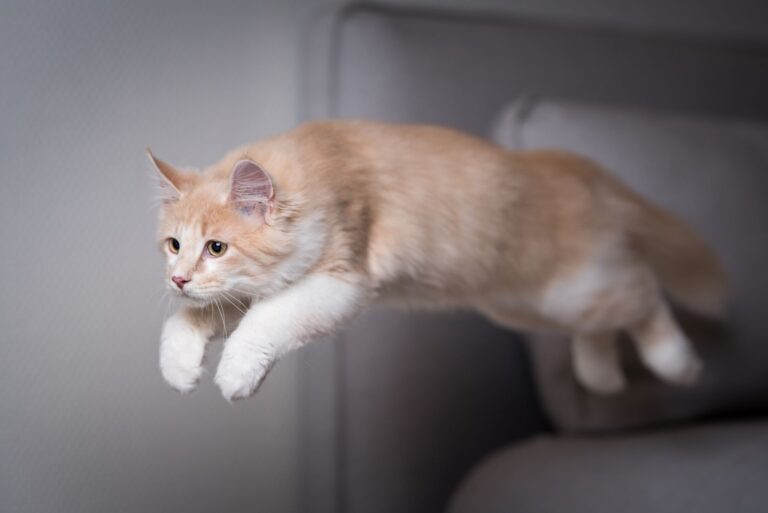 Kissan anatomia mahdollistaa rohkeat hypyt.