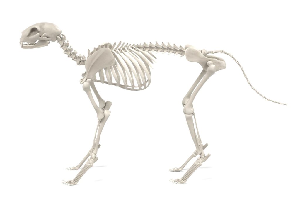 kissan anatomia luuranko Kissan anatomia: luuranko
