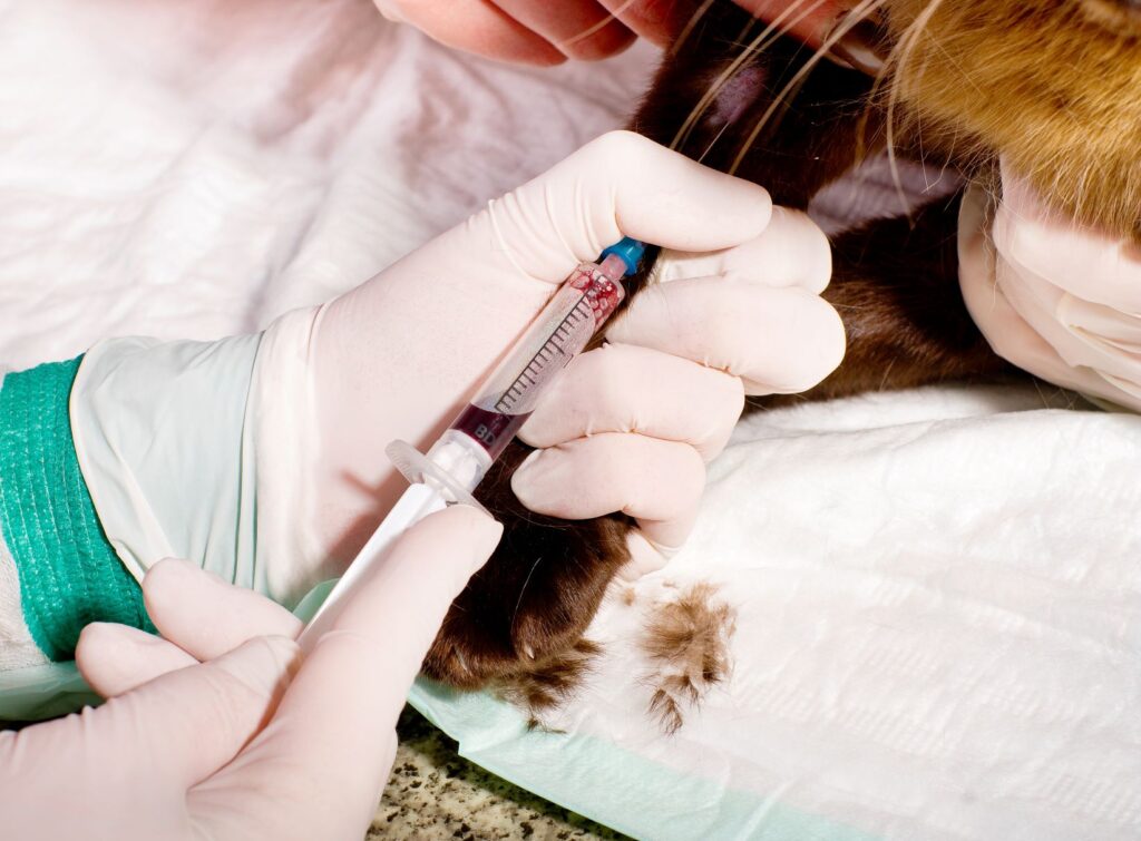 kissan diabetes kissan diabeteksen diagnosoitnti vaatii verinäytteen