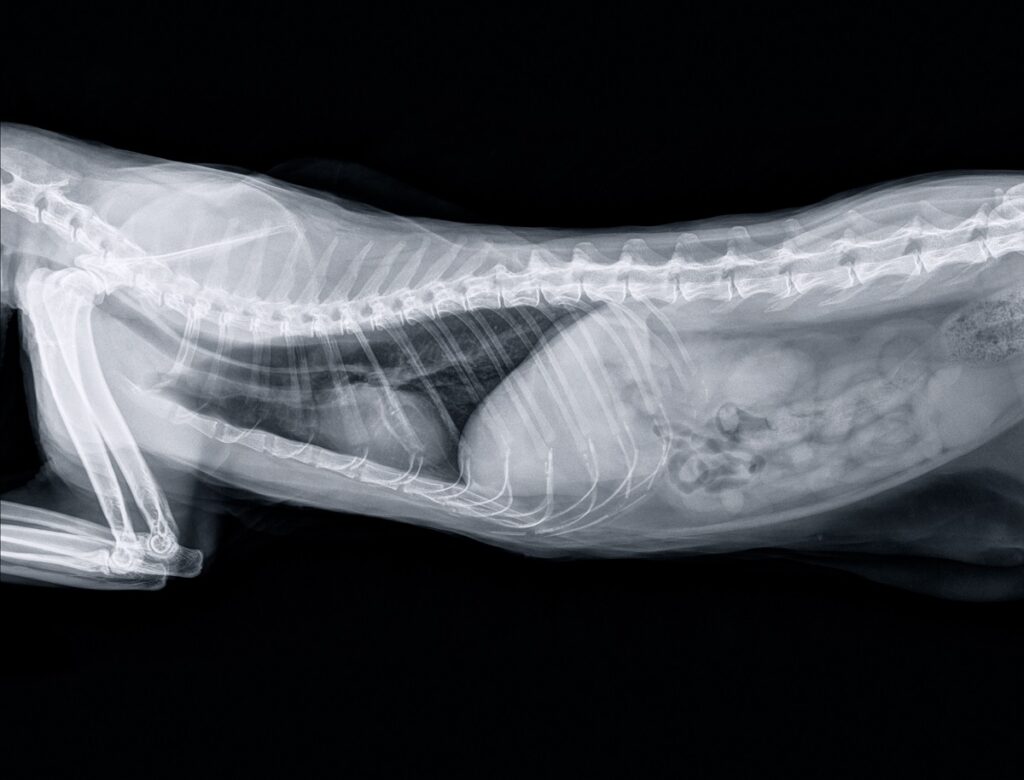Kissan röntgenkuva