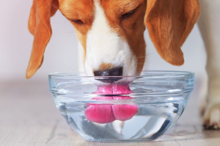 Munuaisten vajaatoimintaa sairastavat koirat ovat erittäin janoisia.