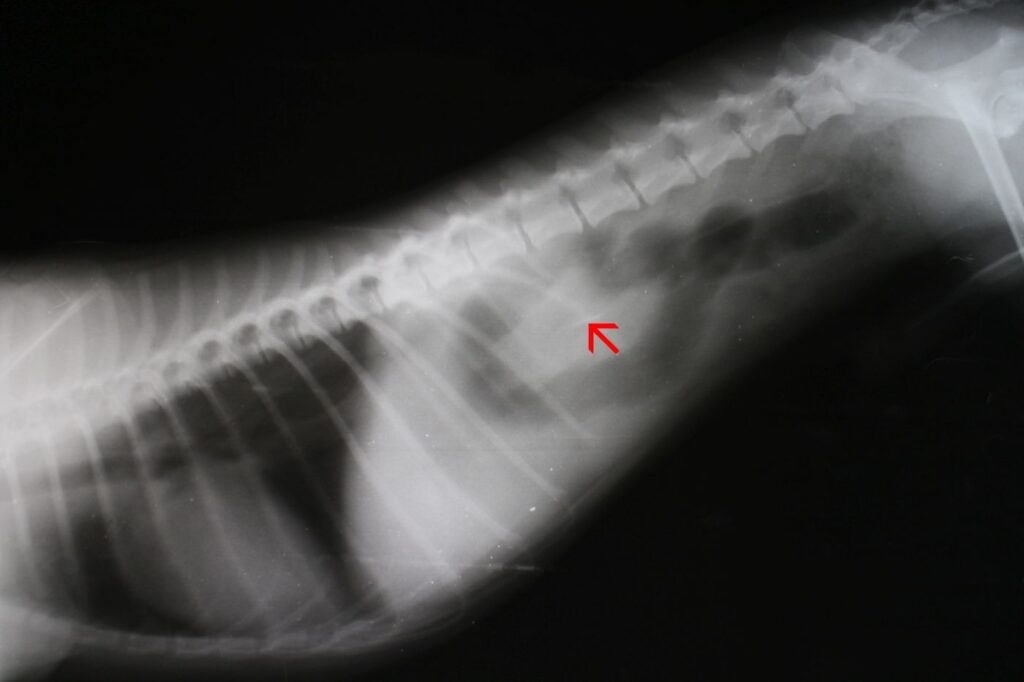 Koiran röntgen suolitukoksesta