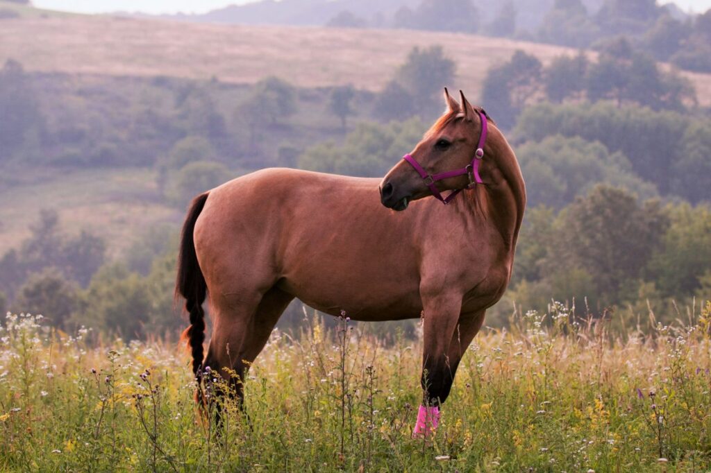 Quarter horse