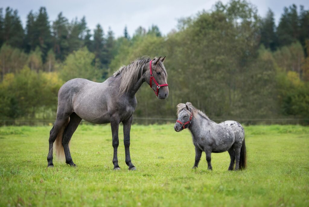 poni ja hevonen