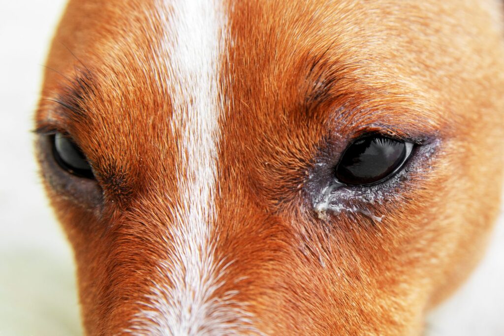 Itkuiset koiran silmät