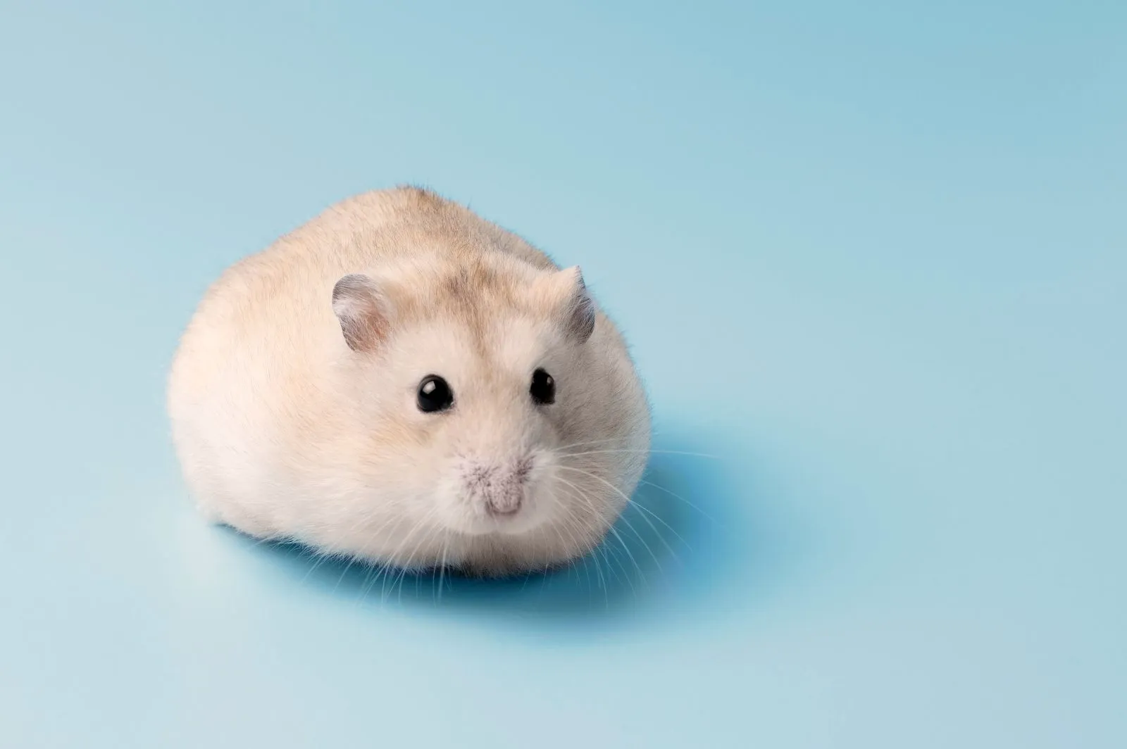 k-pi-hamsteri-zooplus-magazine