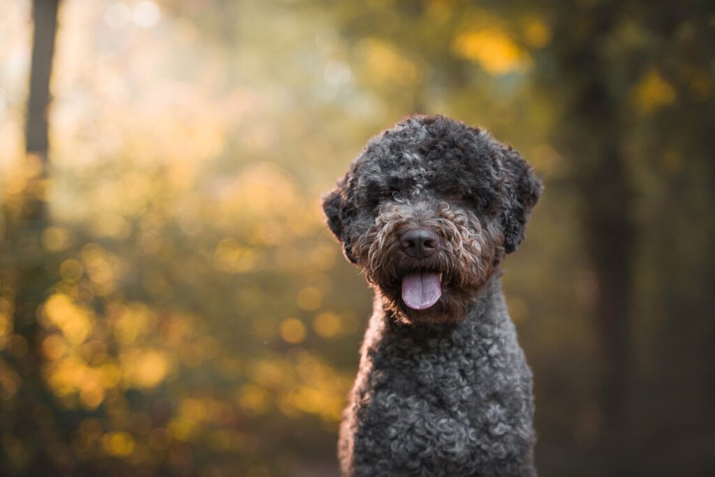 Lagotto romagnoloa pidetään suosituimpana tryffelikoirana.