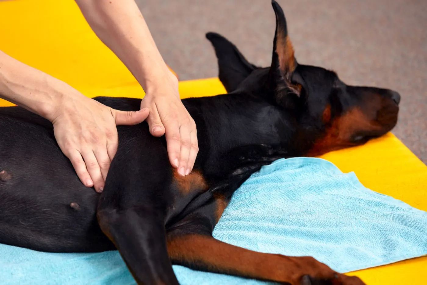 Osteopaatti koira