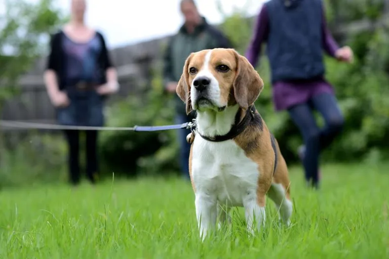 perhekoira beagle