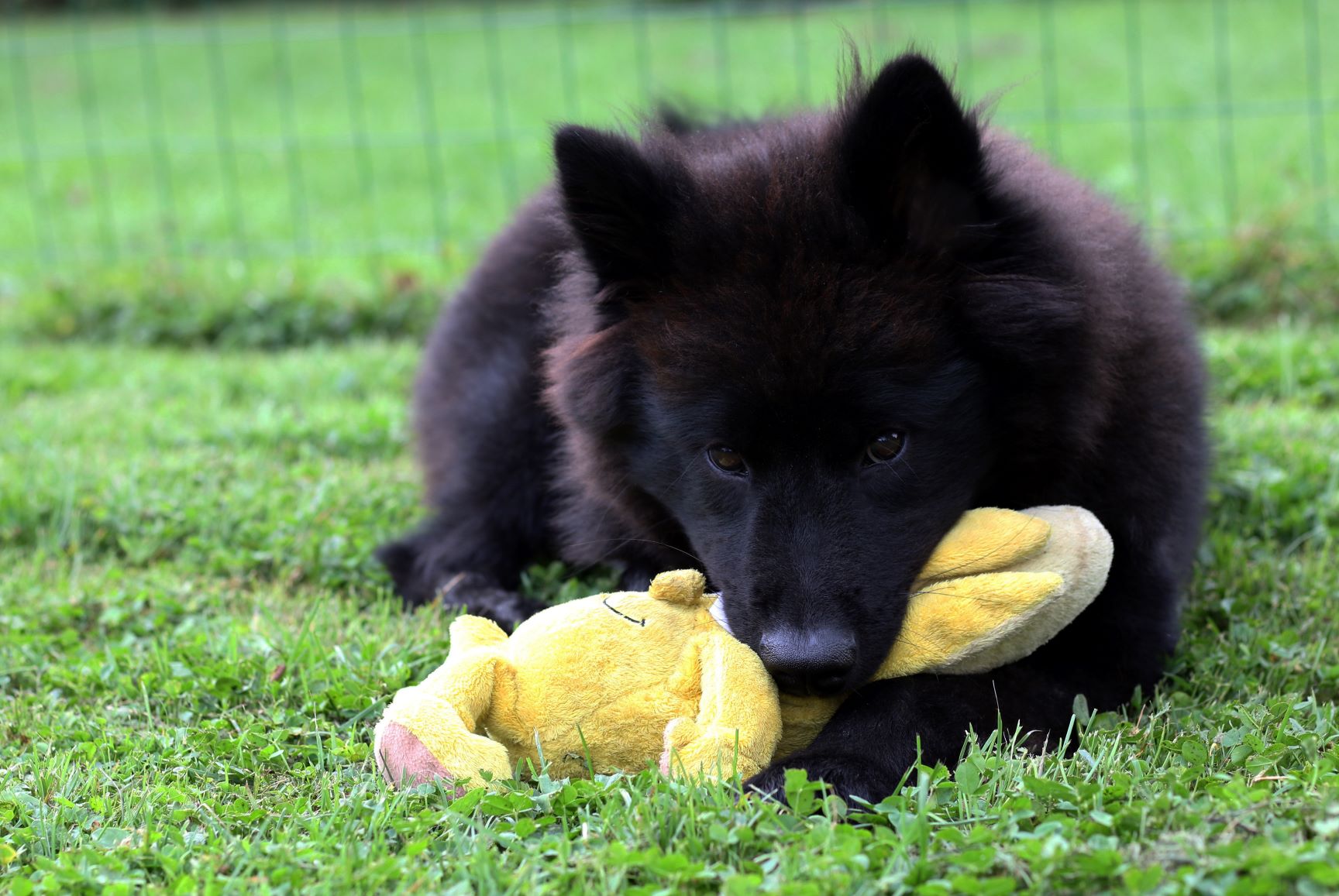 Musta eurasier-pentu