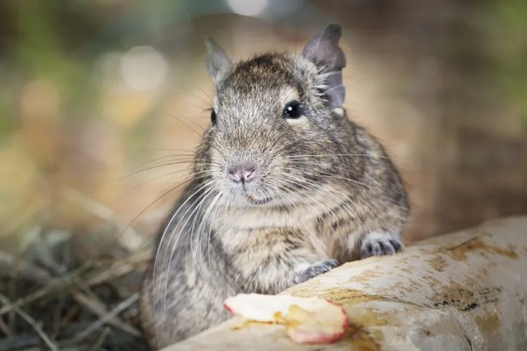 Degu