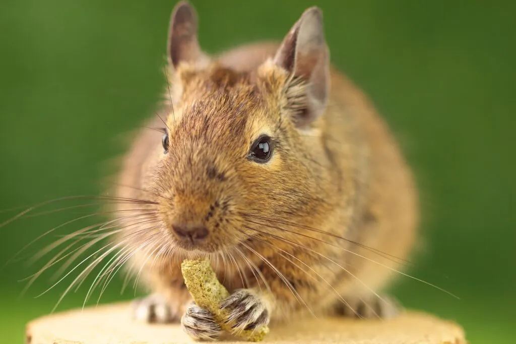 Degu