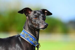 Italianvinttikoira (Italian Greyhound)