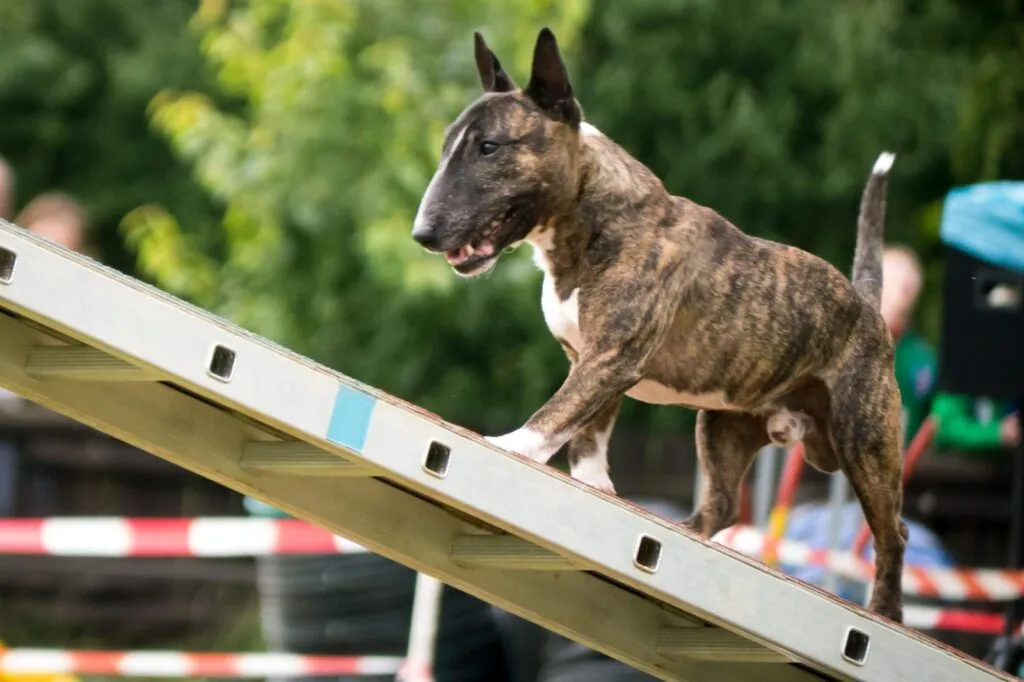 Bullterrieri koiraurheilussa